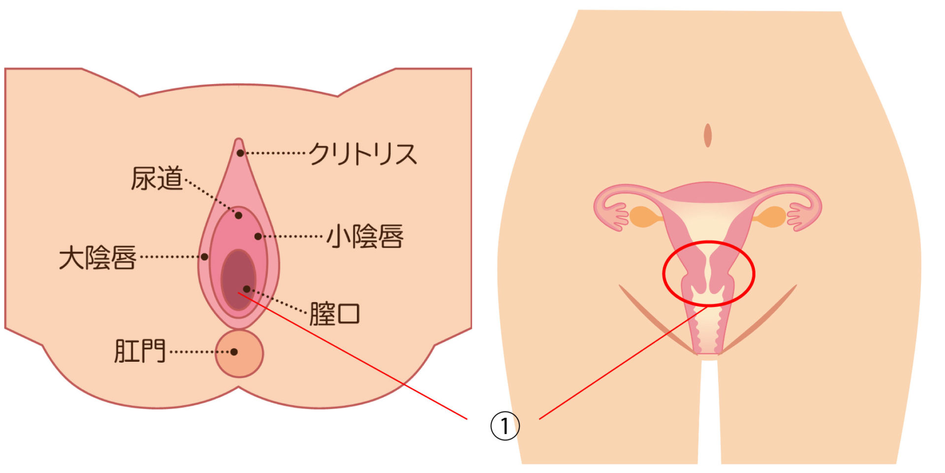 精 器 ヘルペス 女性 早く 治す