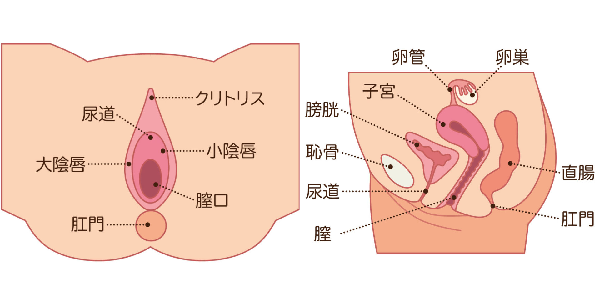 コ 大きく 時期 チ ん する