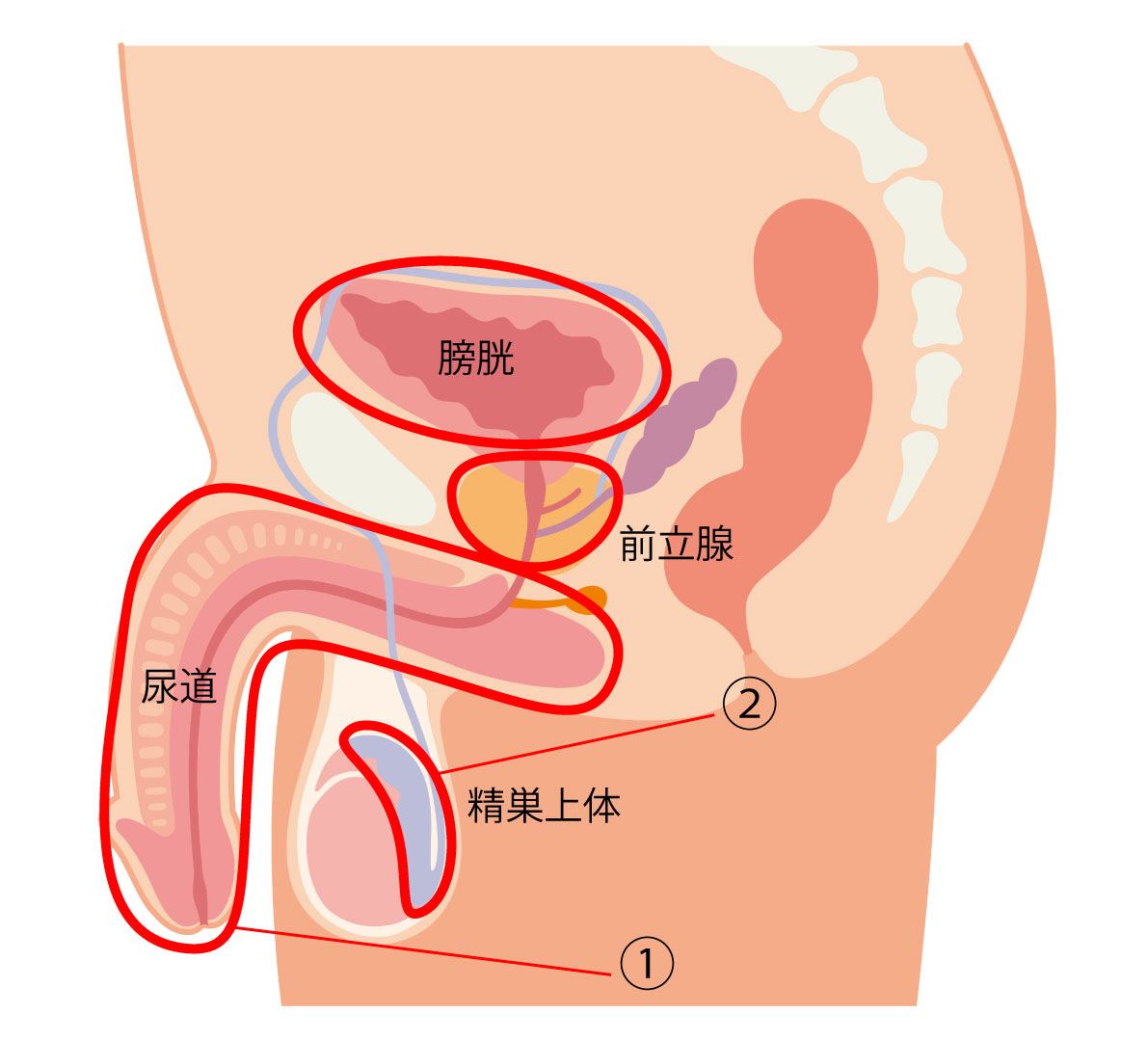 薬 性病 予防