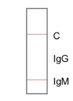 新型コロナウイルス抗体検査について