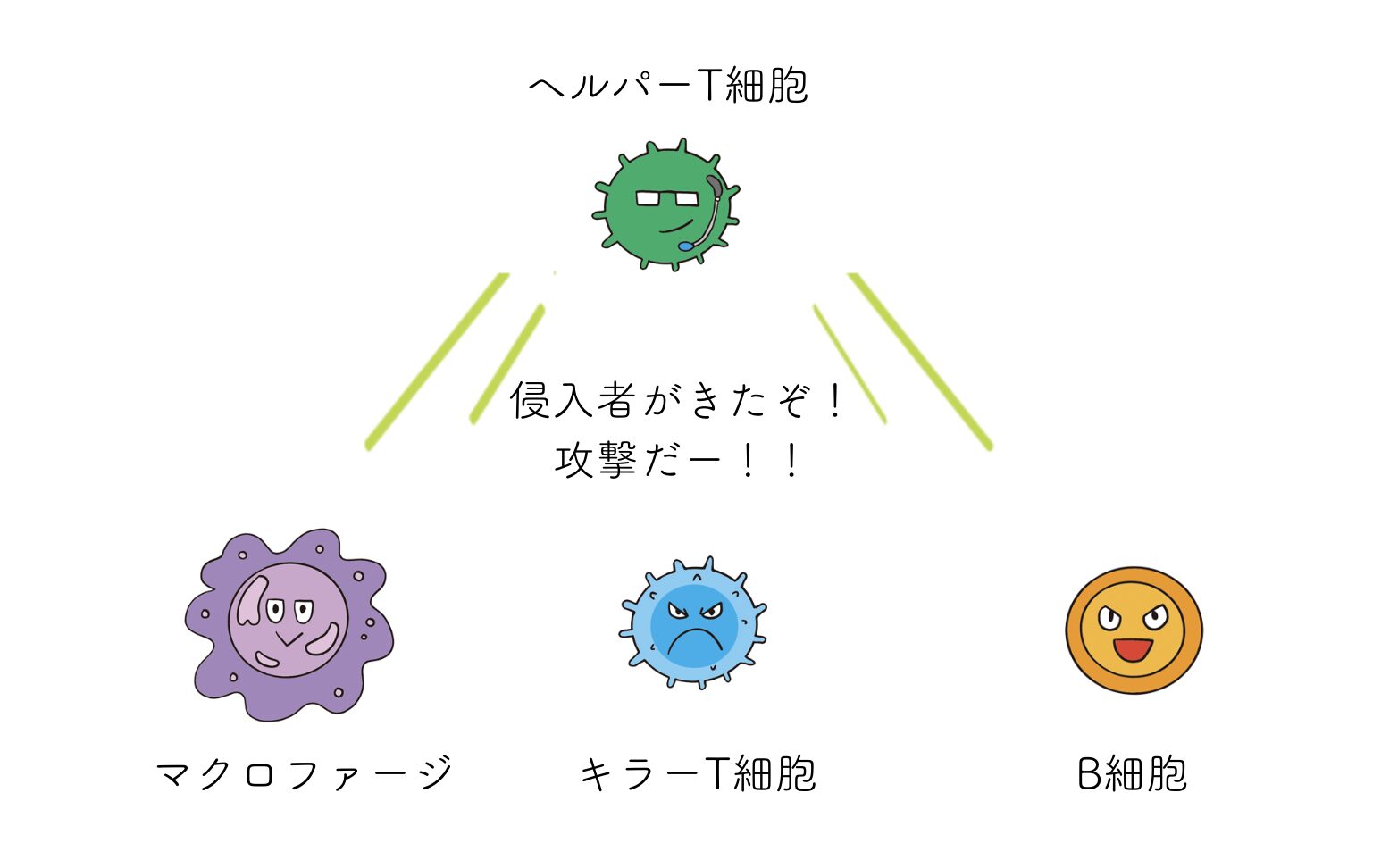 ヘルパーT細胞の役割