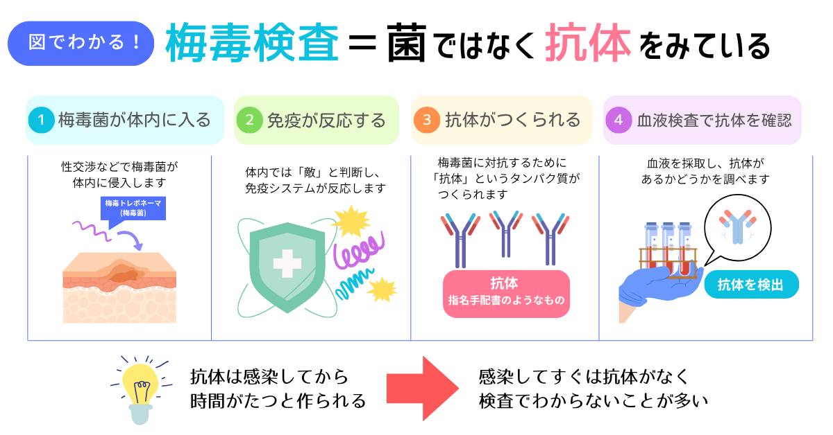 梅毒検査は抗体をみる検査ということを説明するイラスト