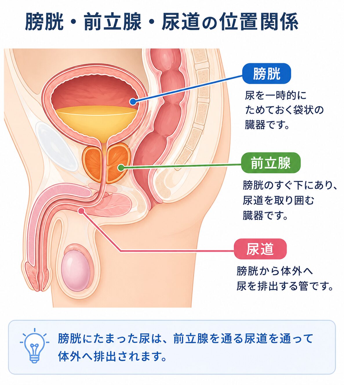 膀胱・前立腺・尿道の位置関係を示した図